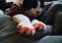 Você conhece as unhas postiças para gatos?