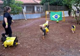 Cães de ONG jogam futebol para serem adotados
