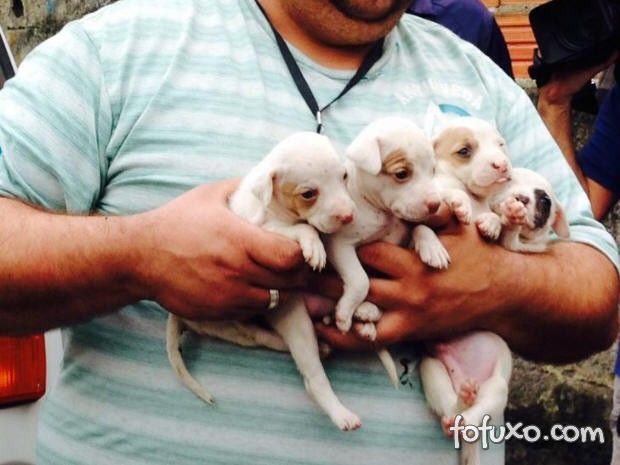 Ativistas retiram cães de dentro de container em Santos (SP)