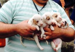 Ativistas retiram cães de dentro de container em Santos (SP)