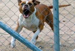 Organização Mundial alerta para perigo da não vacinação dos animais 