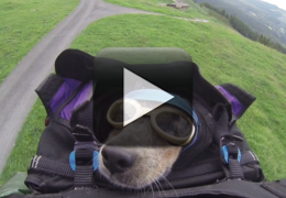 Vídeo: Conheça o primeiro cachorro a saltar de Base-Jump