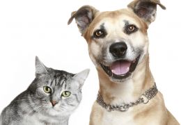 Estudo aponta diferenças na personalidade de donos de cães e gatos