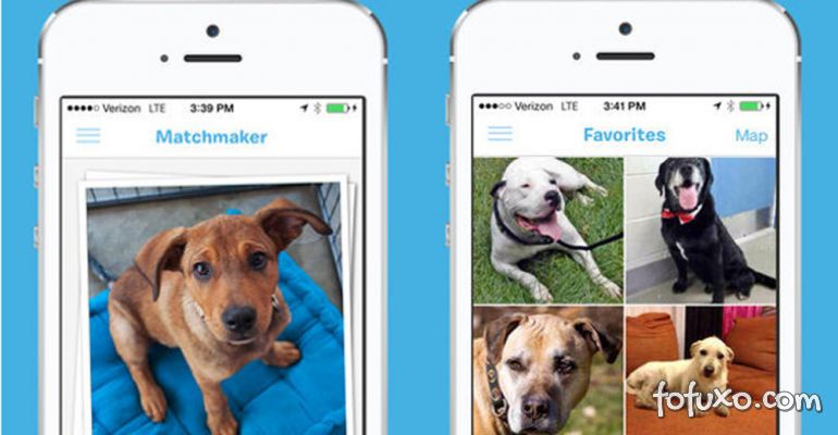 Aplicativo ajuda a encontrar donos para cães abandonados