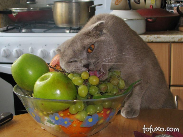 Gatos podem comer frutas?