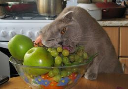 Gatos podem comer frutas?