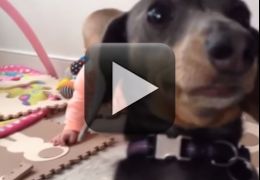 Cachorrinho fica com ciúmes do bebê