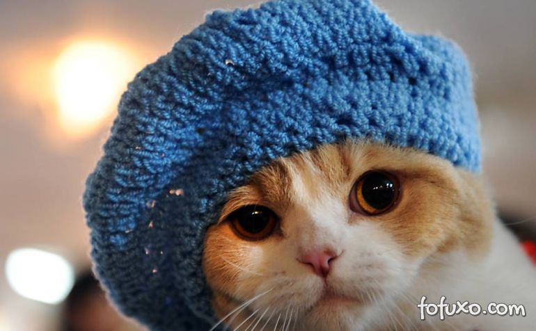 Gatos também sentem frio?