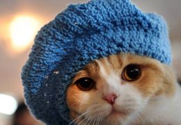 Gatos também sentem frio?
