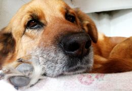 Agressividade e depressão em cães podem ser resolvidos pela psicologia canina