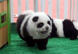 Conheça os cachorros-panda