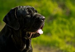 O que muda quando o cão se torna um idoso?