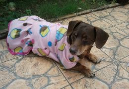 Dicas para comprar roupas para o seu cão neste inverno