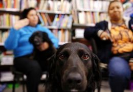 Cães ajudam crianças especiais em escola de Porto Alegre