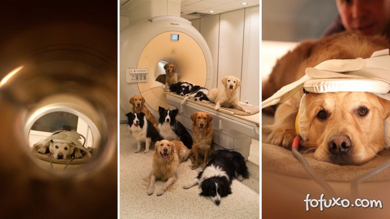 Cachorros podem identificar câncer em seres humanos