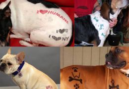 Nova York proíbe tatuagens em animais domésticos