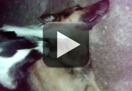 Vídeo flagra desespero de cão ao ver outro morto 