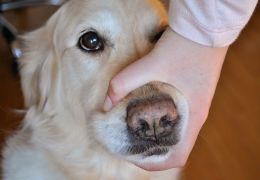 Cuidado com o que seu cão pode engolir