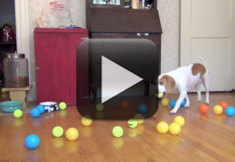 Vídeo: Beagle se diverte com muitas bolinhas de plástico