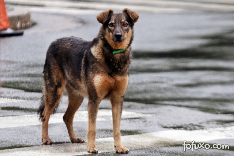 Projeto coloca cães abandonados levando pessoas solitárias para passear