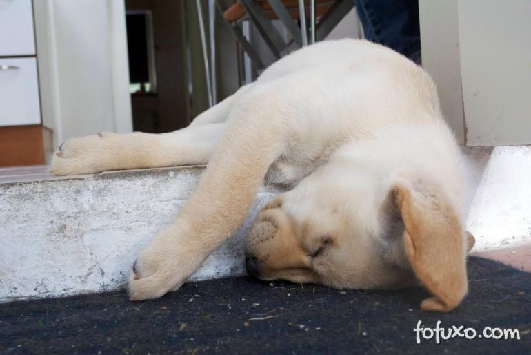 Por que alguns cães urinam quando estão dormindo?