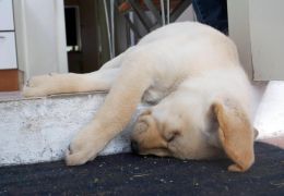 Por que alguns cães urinam quando estão dormindo?