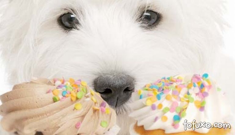 Saiba como cuidar de cães com diabetes