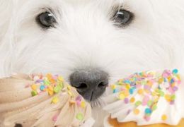 Saiba como cuidar de cães com diabetes