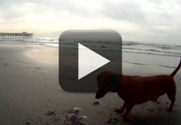 Vídeo: Quando o cão encontra o caranguejo