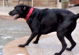 Família registra história emocionante de último dia de vida de cão