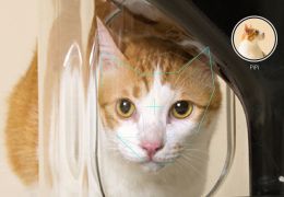 Equipamento alimenta gatos através de reconhecimento facial