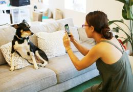 Empresa lança “Instagram para cachorros”