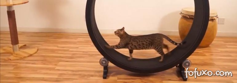Roda de exercícios incentiva gatos a gastarem energia