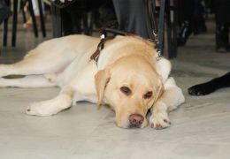 Estão abertas inscrições para cadastro de uso de cão-guia