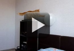 Vídeo: Gatinho se assusta estourando balão