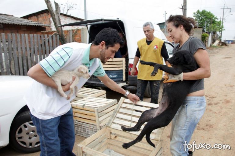 Cães ganham chips gratuitamente em cidade do Rio Grande do Sul