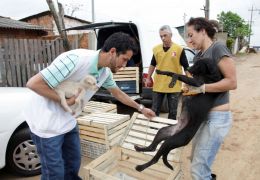 Cães ganham chips gratuitamente em cidade do Rio Grande do Sul