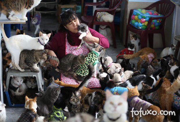 Enfermeira cuida de 175 gatos doentes
