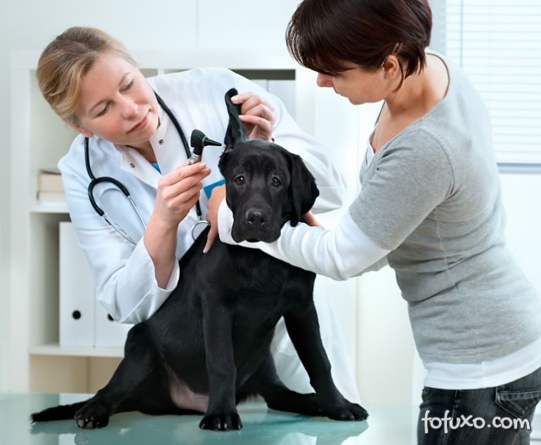 Saiba como é realizado um check up canino