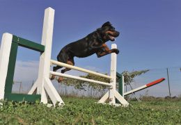 Cães vão ajudar na reabilitação de presos na Argentina