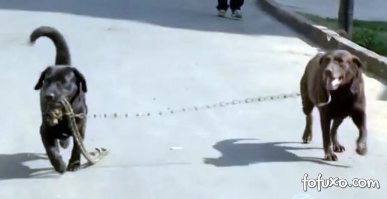 Cães chamam a atenção no Rio de Janeiro por passearem sozinhos