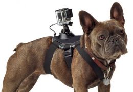 Empresa lança acessório para fixar câmeras em cães