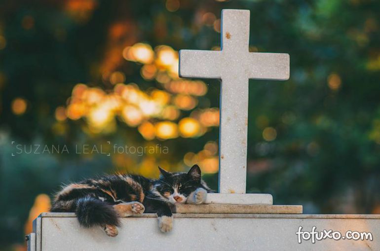 Confira ensaio com gatos em cemitérios