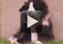 Veja cachorros caindo em pegadinha com cão de pelúcia