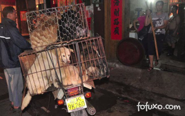 China sacrifica milhares de cães para controlar surto de raiva