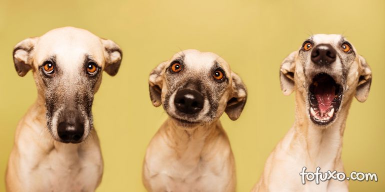 Fotógrafa vira sucesso com retratos de cães
