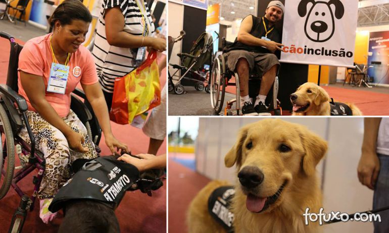 Conheça o projeto que treina e doa cães para cadeirantes