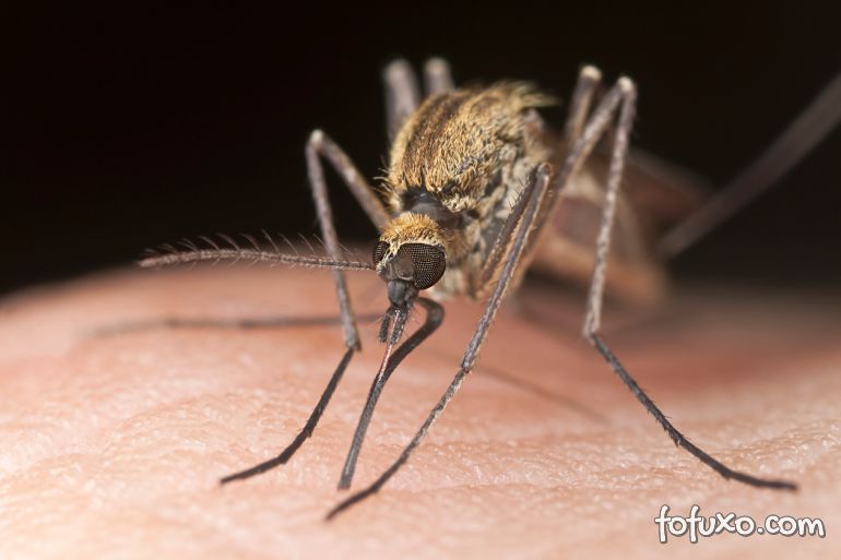 Dicas para evitar que os mosquitos ataquem seu cão