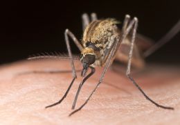 Dicas para evitar que os mosquitos ataquem seu cão