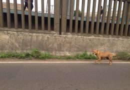 Cachorro ganha “escolta” em rodovia no Rio Grande do Sul